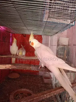 Lutino Cockatiel Bird