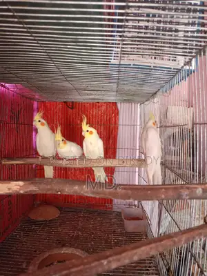 Lutino Cockatiel Bird