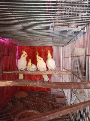 Lutino Cockatiel Bird