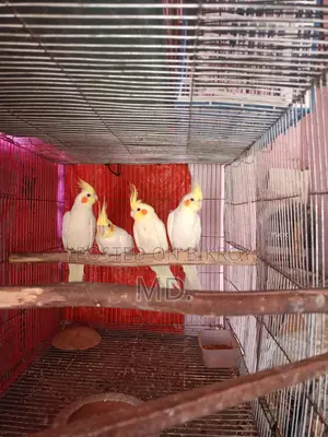 Lutino Cockatiel Bird