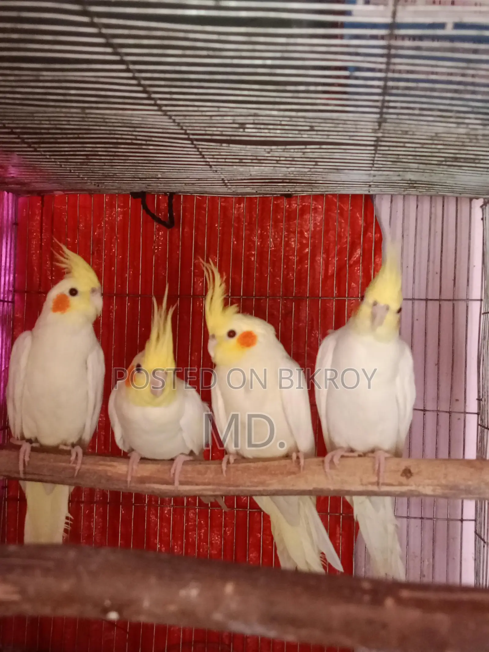 Lutino Cockatiel Bird