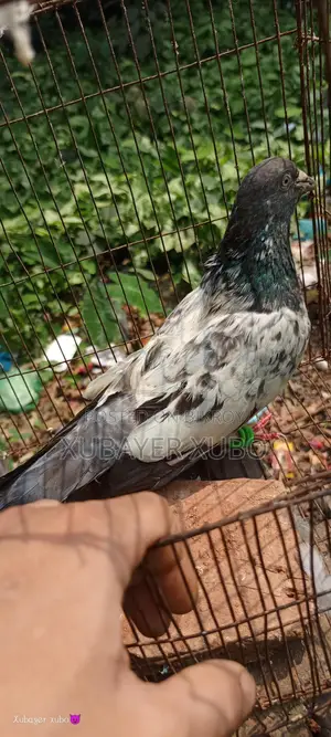 High Flyer Male