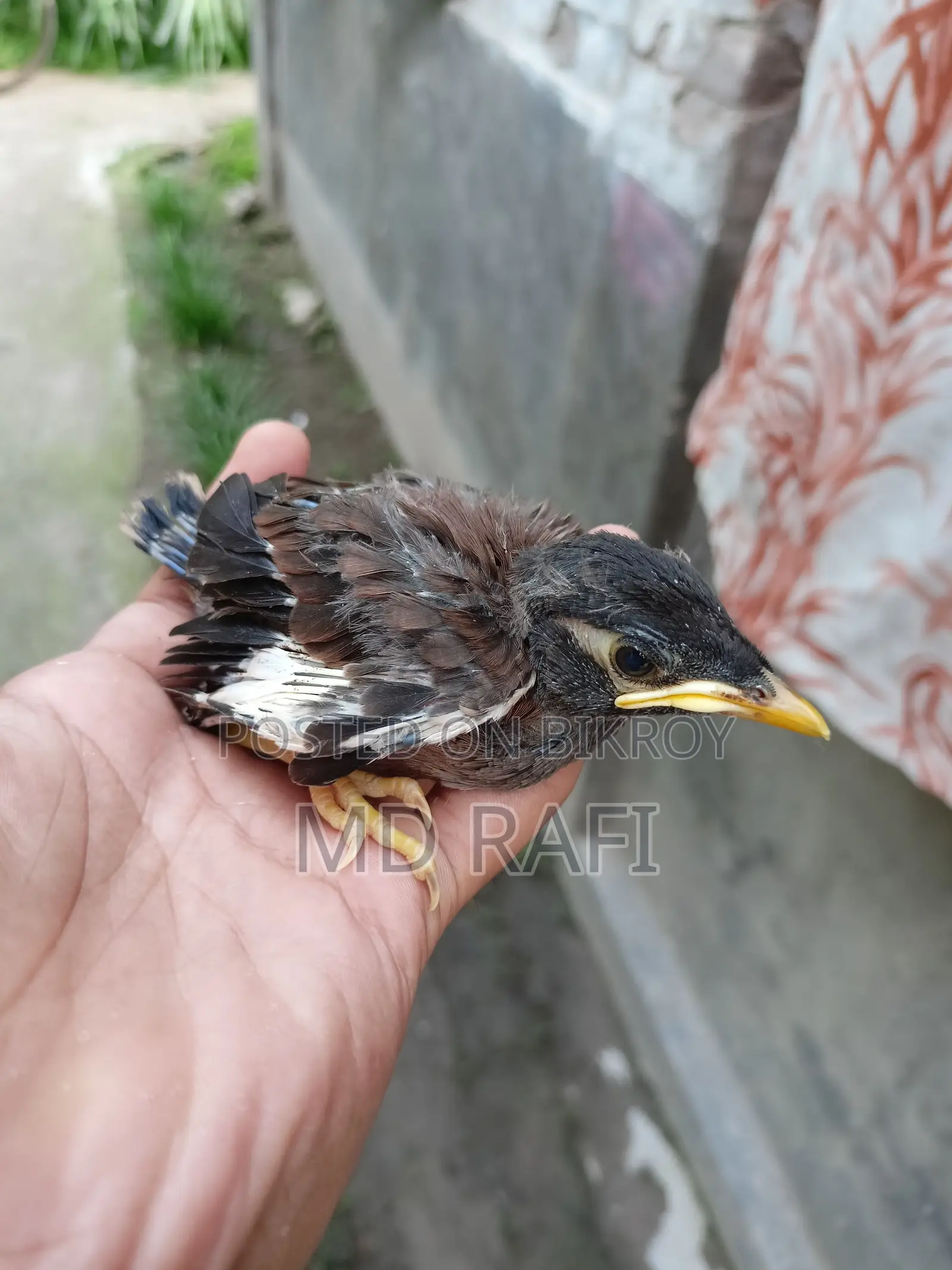 বৈশাখী শালিক