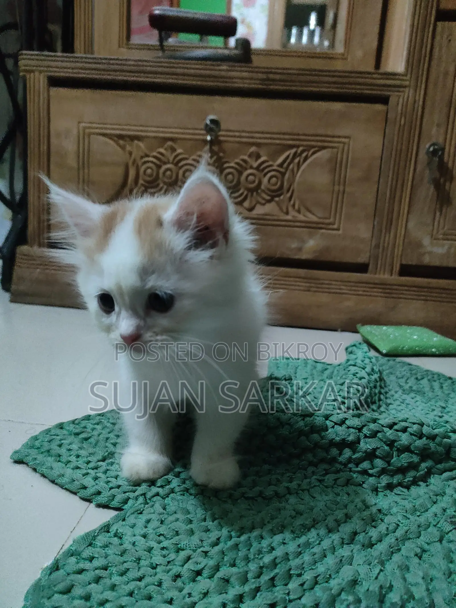 Pure Parisian Cat 2 Months Old