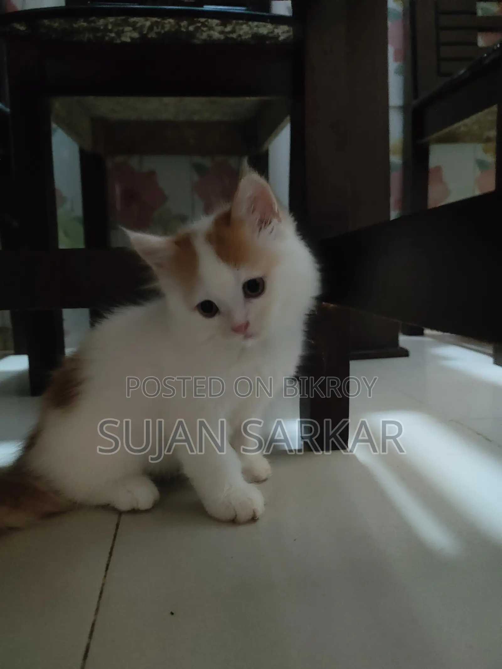 Pure Parisian Cat 2 Months Old