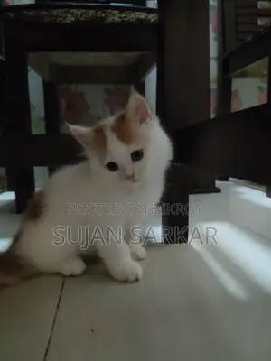 Pure Parisian Cat 2 Months Old