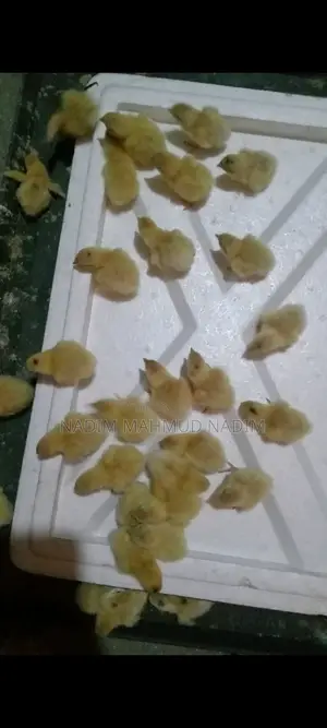 ইউরোপিয়ান কোয়েল পাখি বিজ ডিম