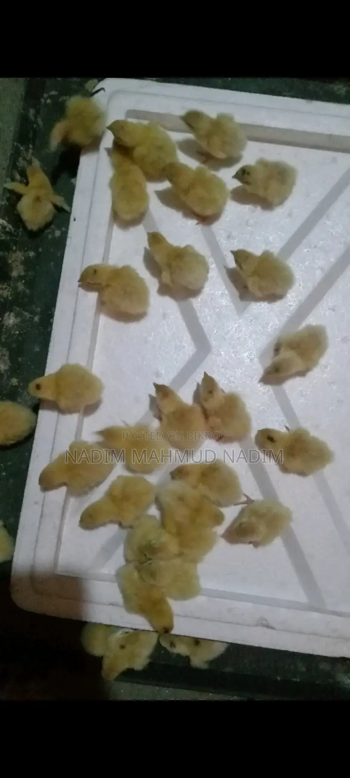 ইউরোপিয়ান কোয়েল পাখি বিজ ডিম