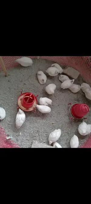 ইউরোপিয়ান কোয়েল পাখি বিজ ডিম