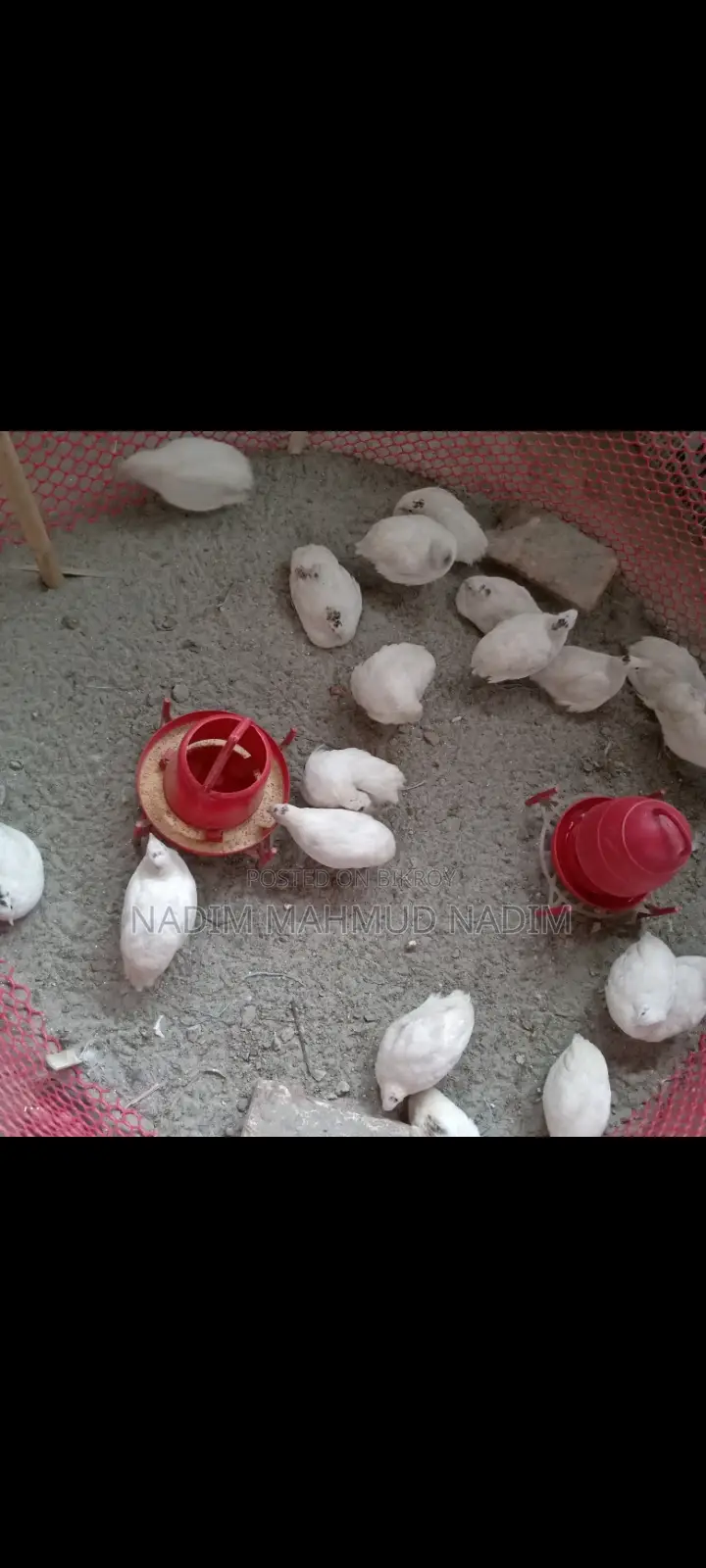 ইউরোপিয়ান কোয়েল পাখি বিজ ডিম
