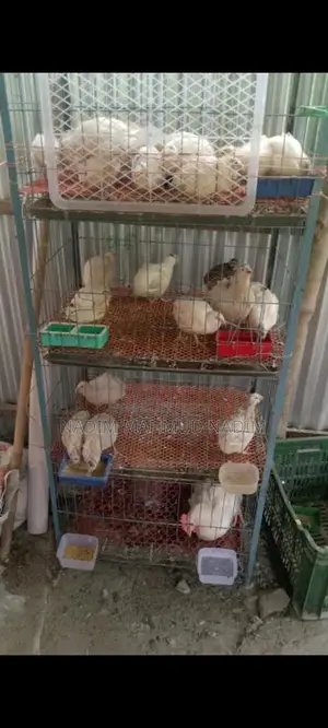 ইউরোপিয়ান কোয়েল পাখি বিজ ডিম