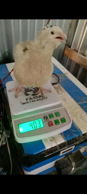 ইউরোপিয়ান কোয়েল পাখি বিজ ডিম
