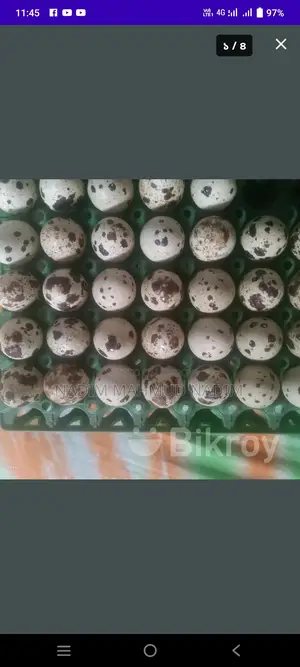 ইউরোপিয়ান কোয়েল পাখি বিজ ডিম