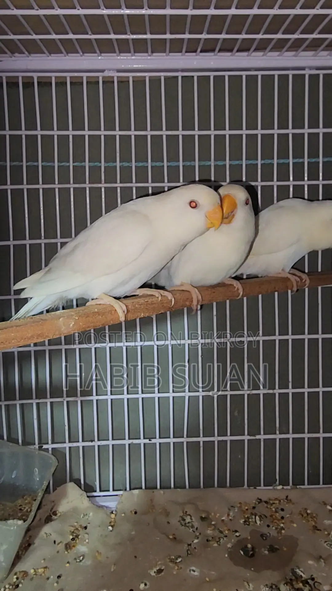 Love Bird For Sale