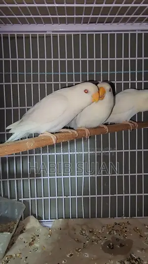 Love Bird For Sale