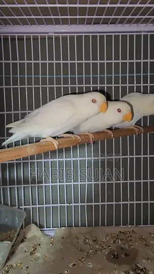 Love Bird For Sale