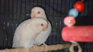 Love Bird For Sale