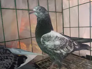 Teddy Pigeon for Sale