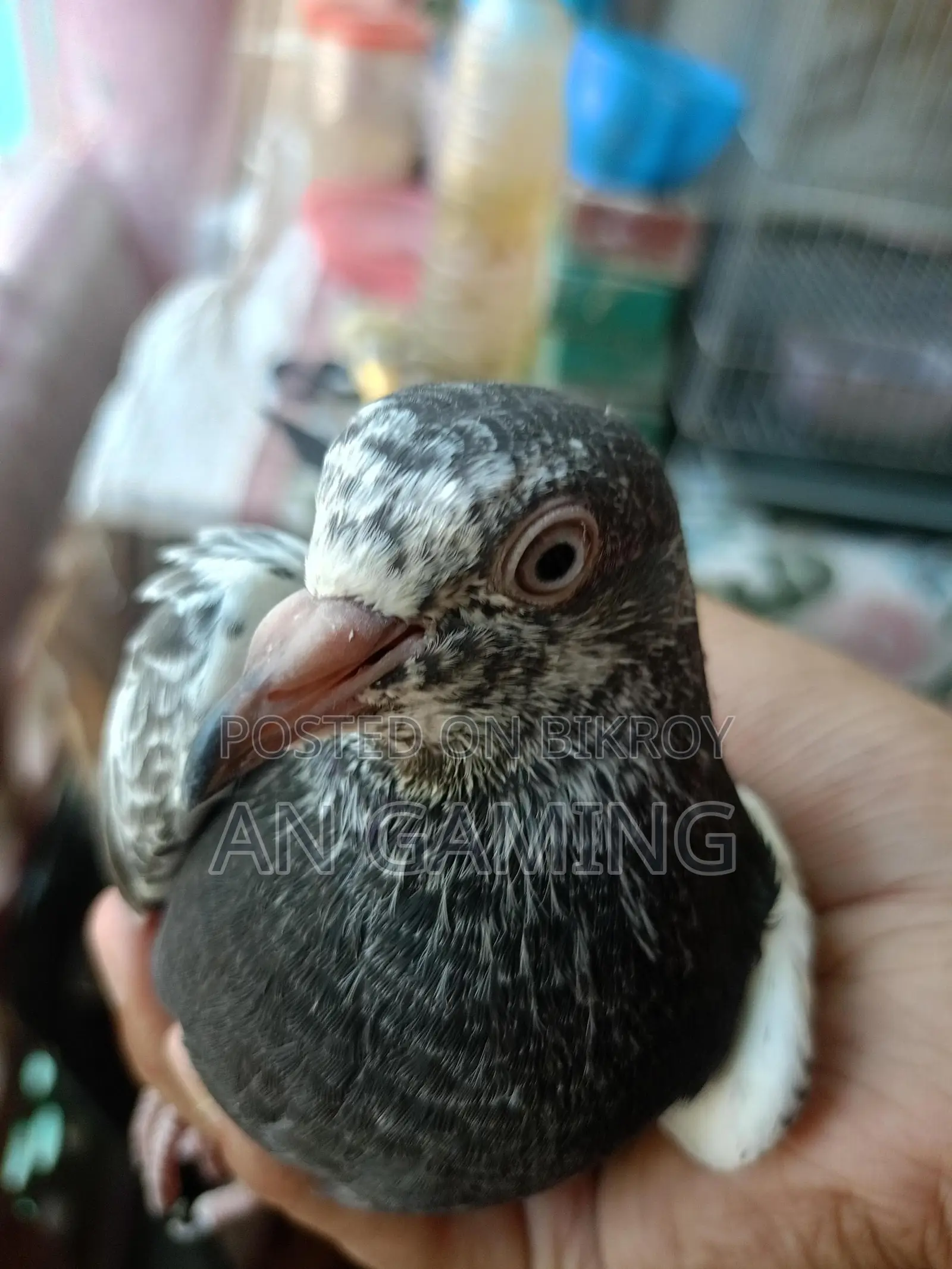 কবুতর বিক্রি টেডি