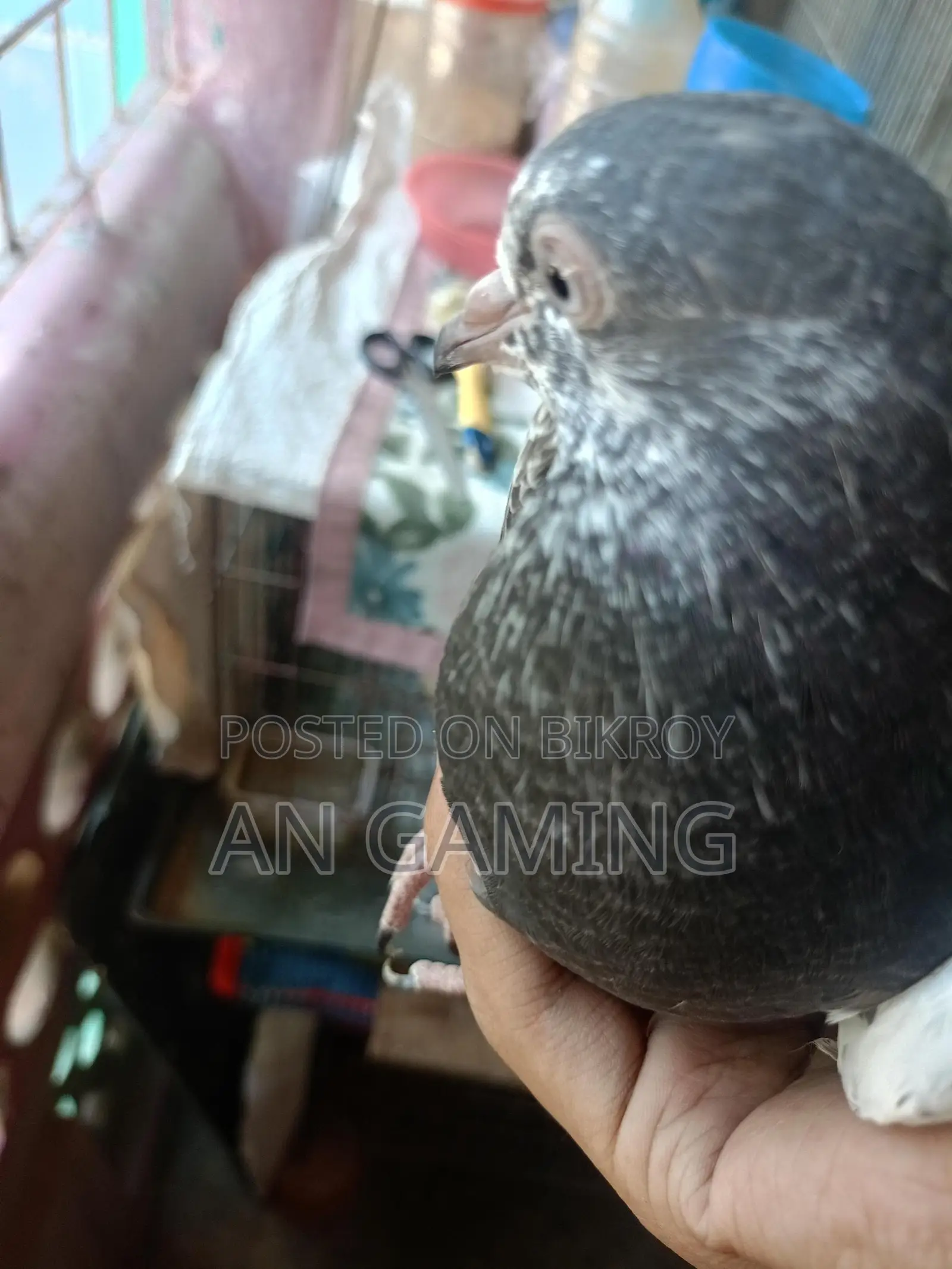 কবুতর বিক্রি টেডি