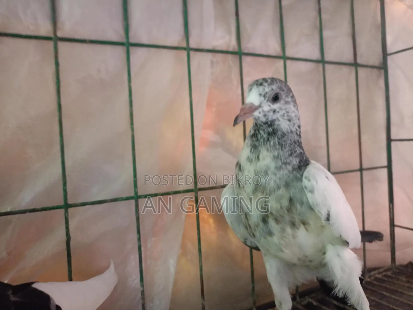 কবুতর বিক্রি টেডি