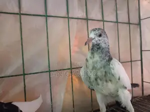 কবুতর বিক্রি টেডি