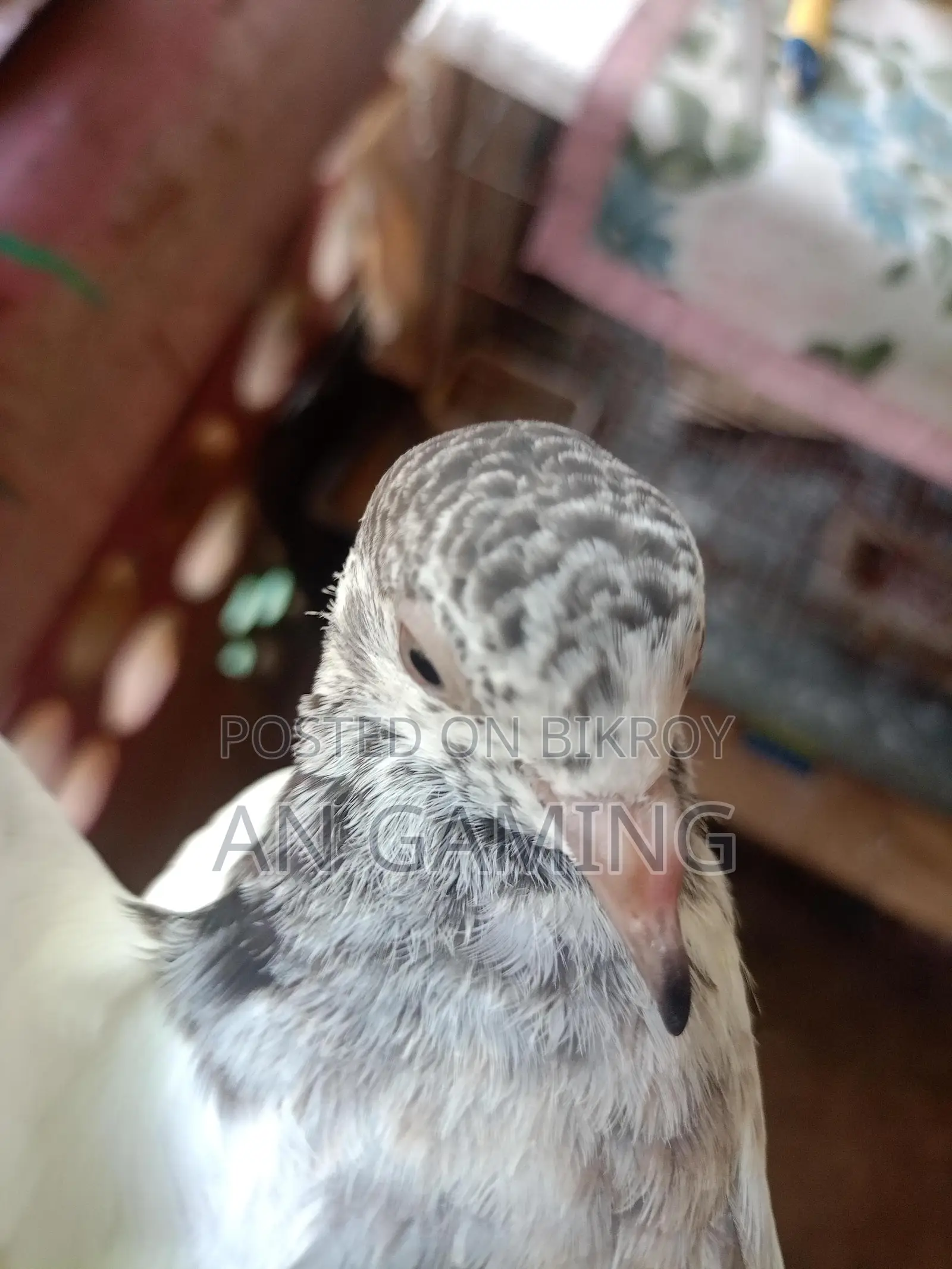 কবুতর বিক্রি টেডি