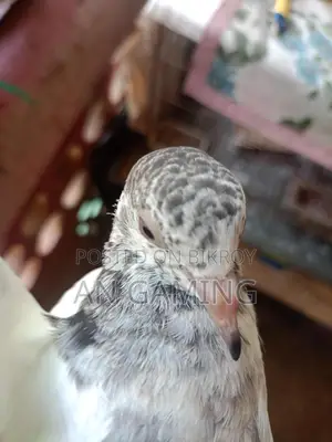 কবুতর বিক্রি টেডি
