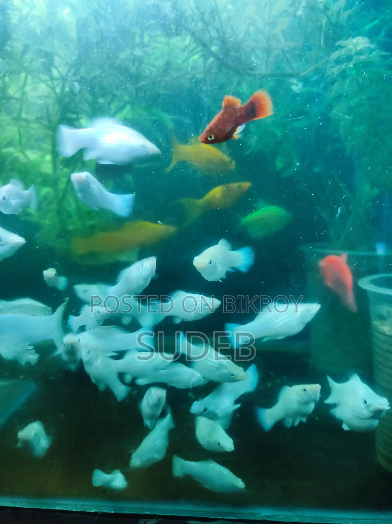 White Radiant Molly at Wholesale Price
