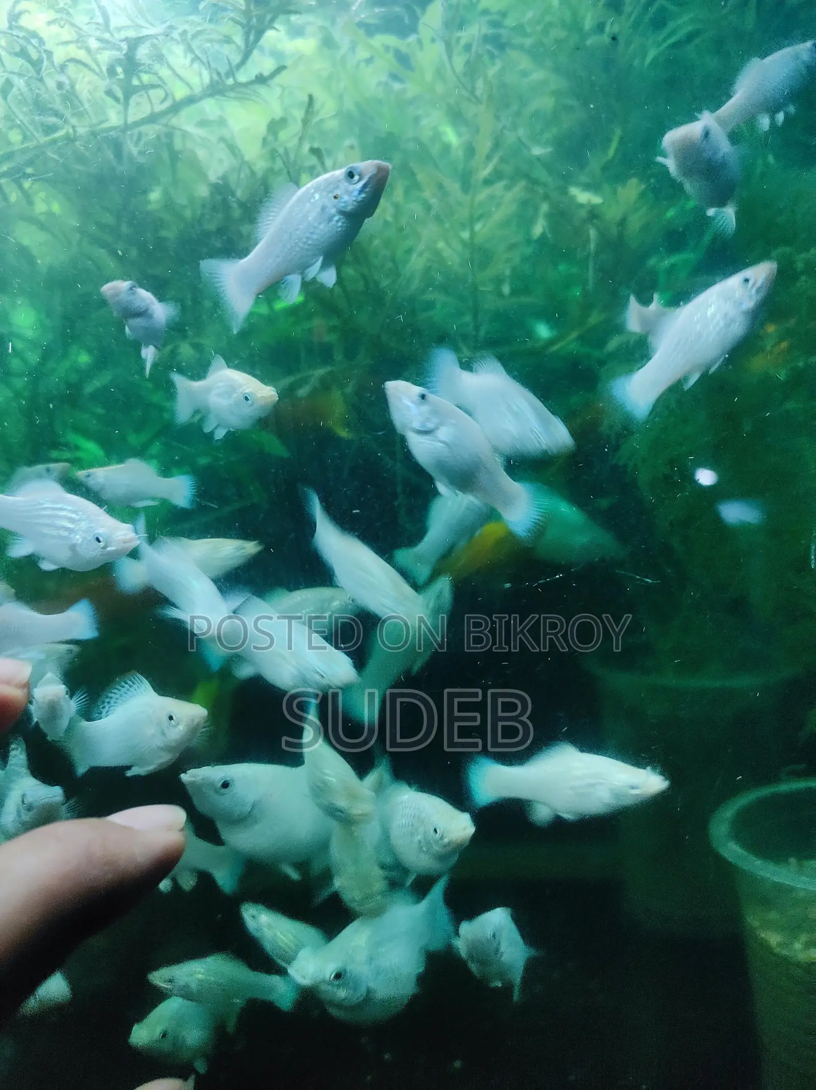 White Radiant Molly at Wholesale Price