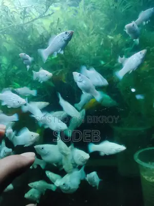White Radiant Molly at Wholesale Price