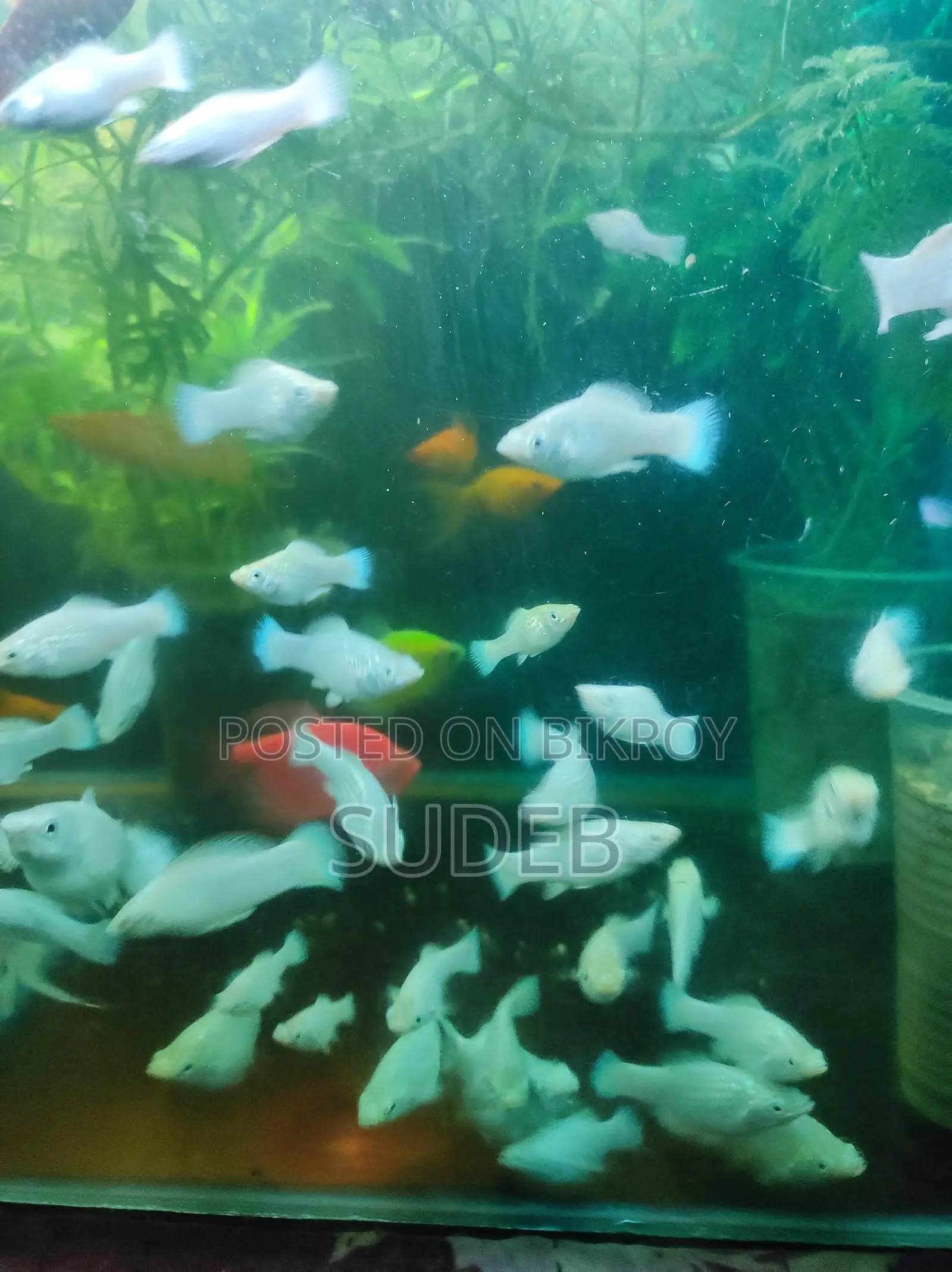White Radiant Molly at Wholesale Price