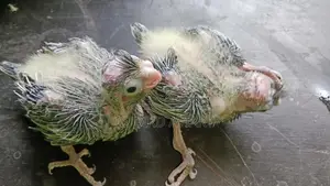 Cockatiel Tame Size Chicks