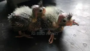 Cockatiel Tame Size Chicks