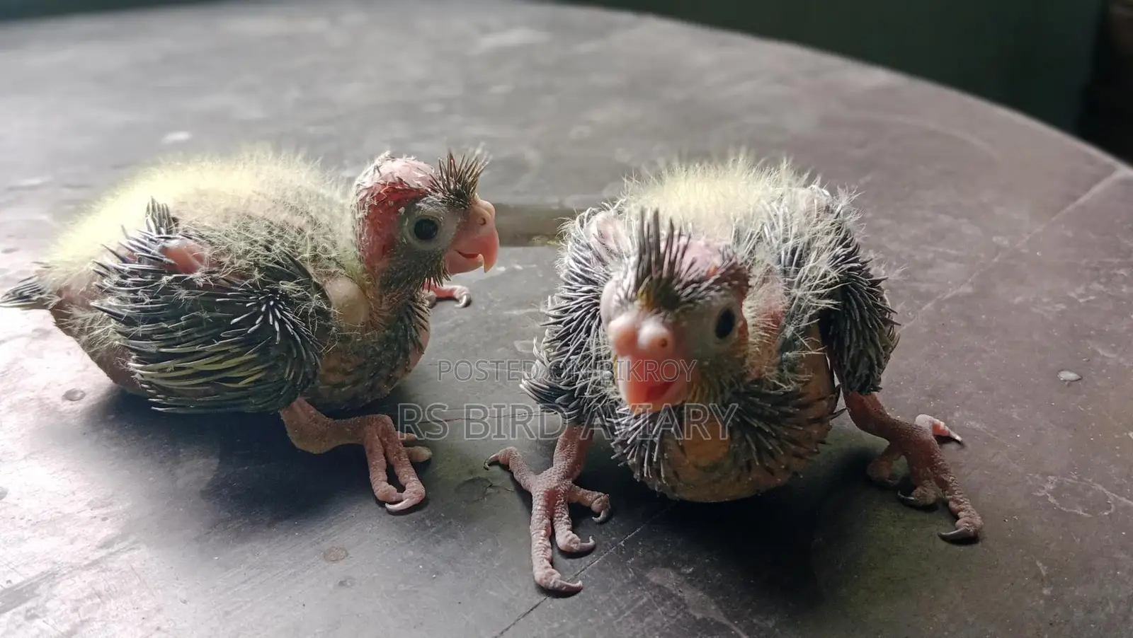 Cockatiel Tame Size Chicks