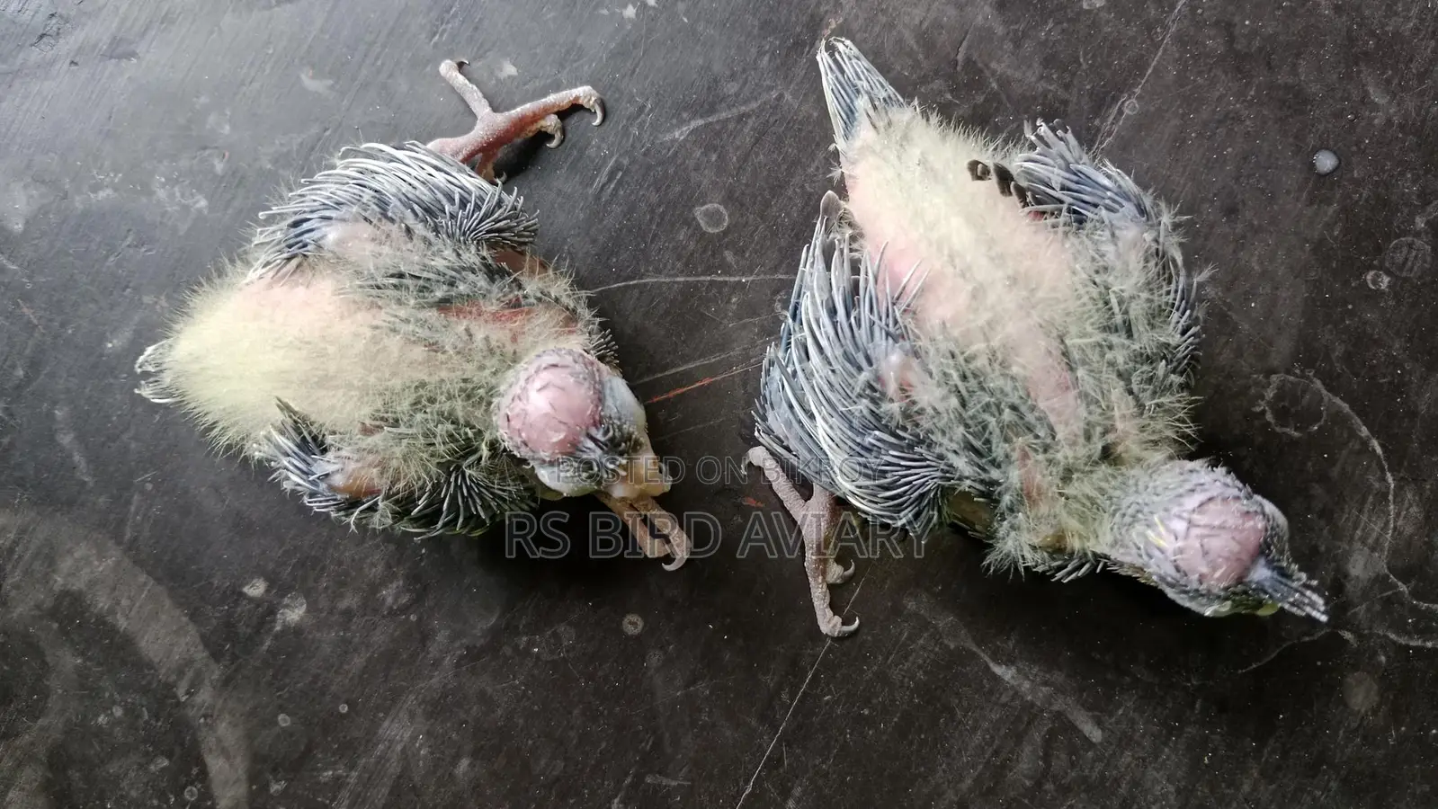 Cockatiel Tame Size Chicks