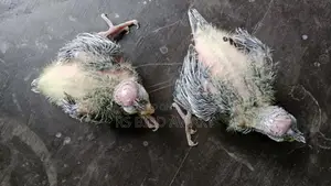 Cockatiel Tame Size Chicks