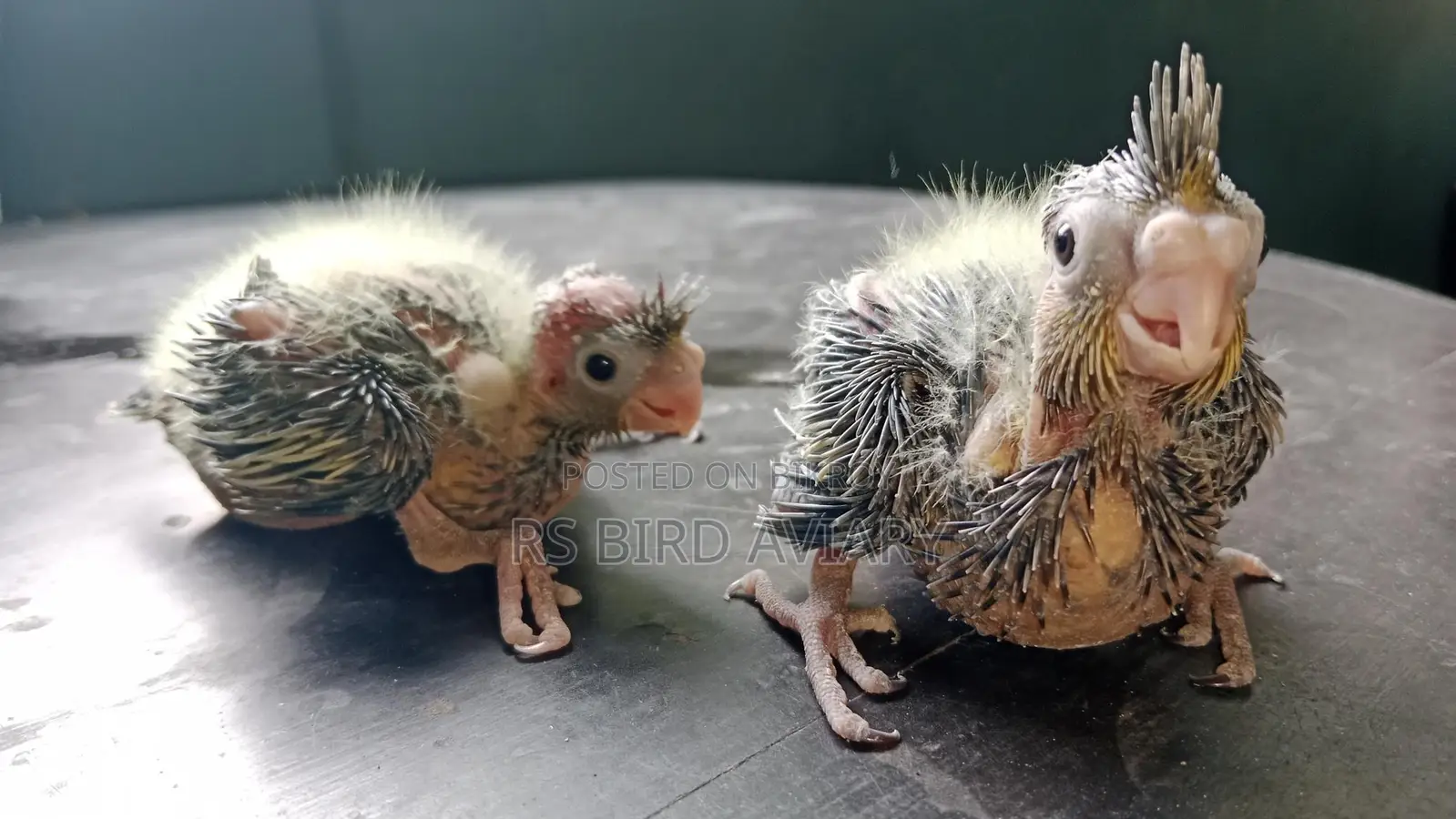 Cockatiel Tame Size Chicks