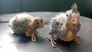 Cockatiel Tame Size Chicks
