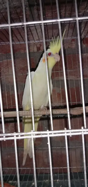 Three-month-old Cockatiel baby.