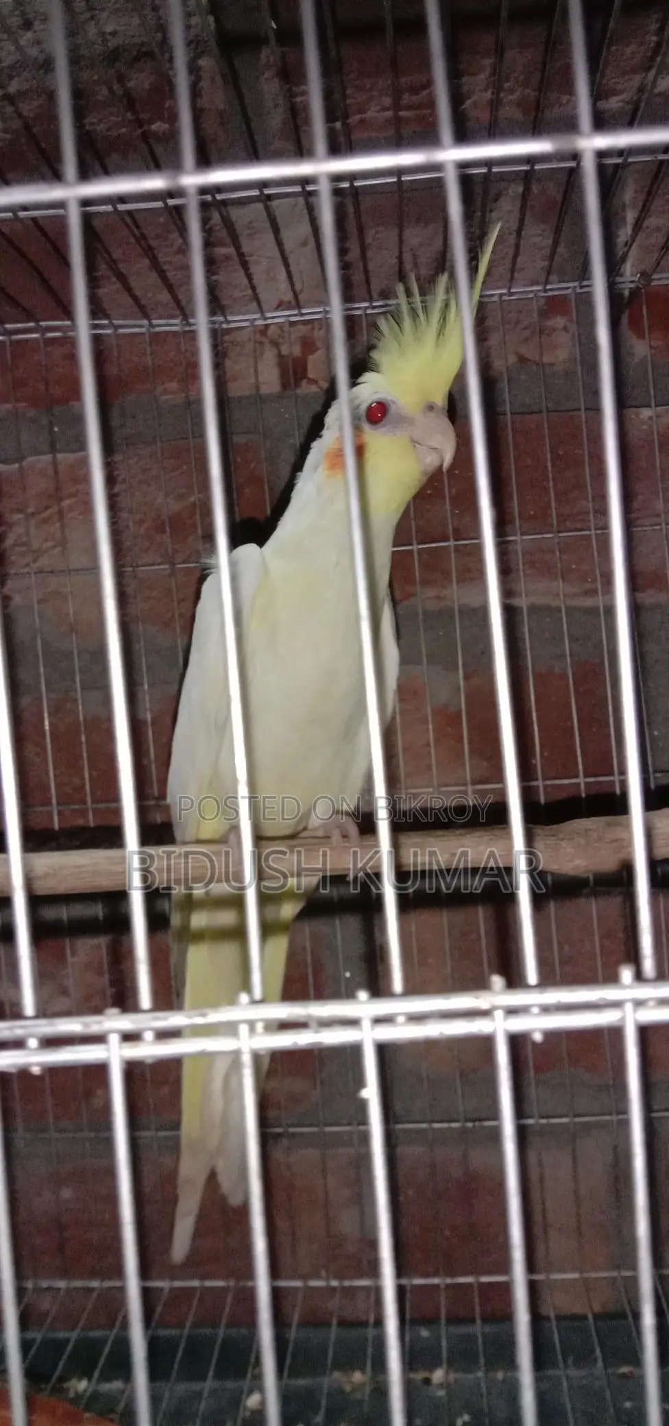 Three-month-old Cockatiel baby.