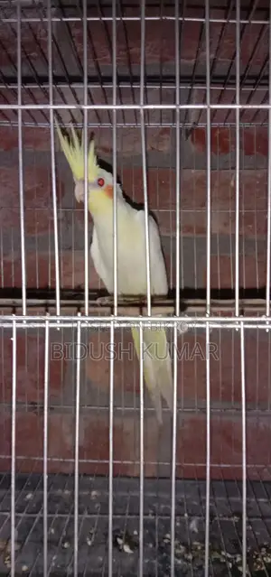 Three-month-old Cockatiel baby.