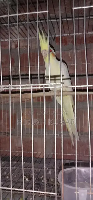 Three-month-old Cockatiel baby.