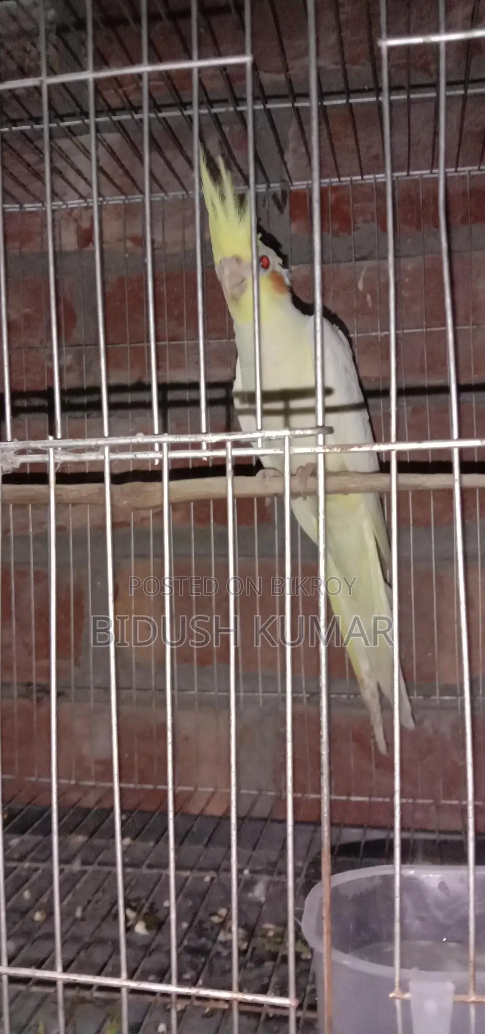Three-month-old Cockatiel baby.