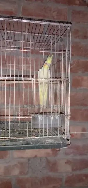 Three-month-old Cockatiel baby.