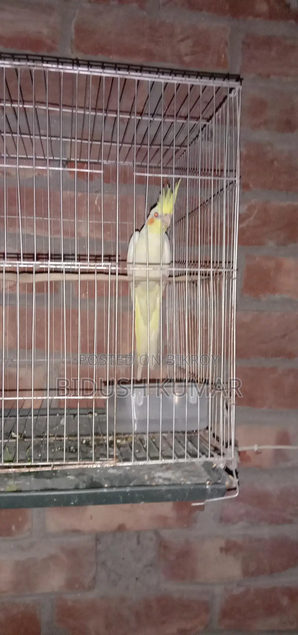Three-month-old Cockatiel baby.