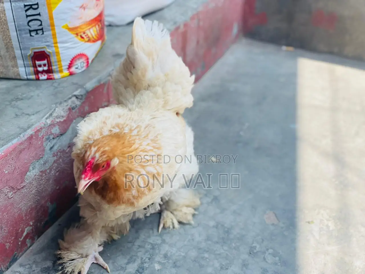 ব্রাহমা মুরগি