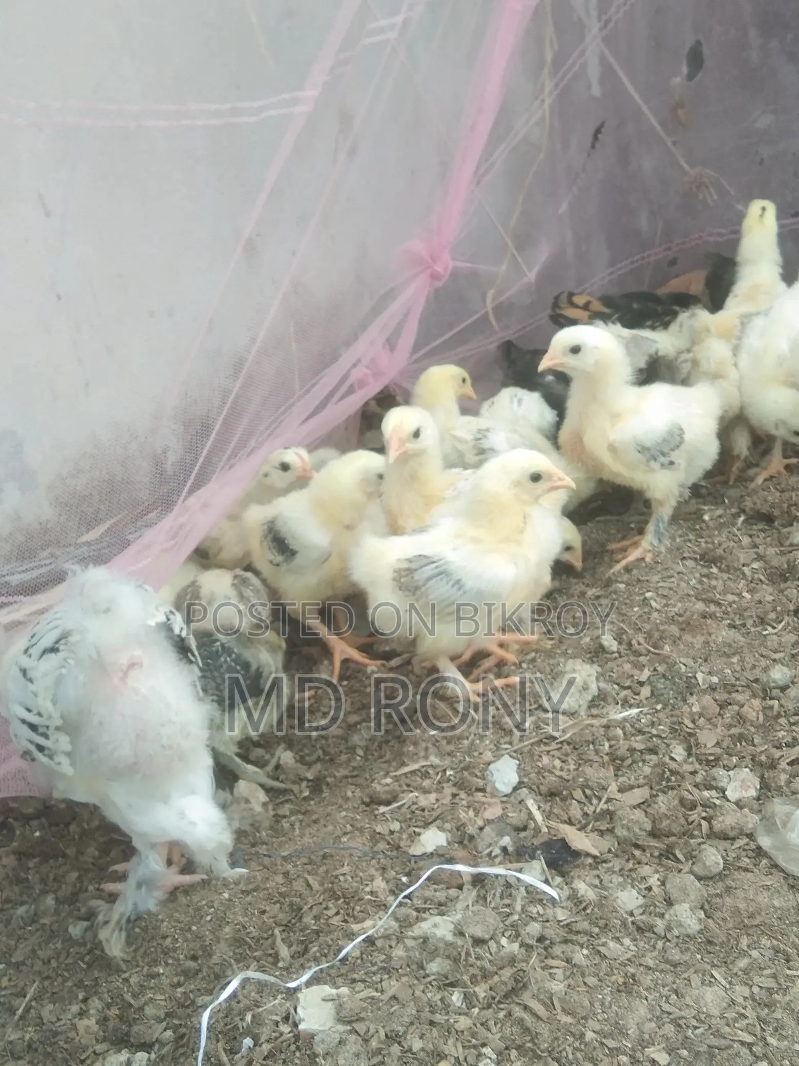 Brahma Chicken
