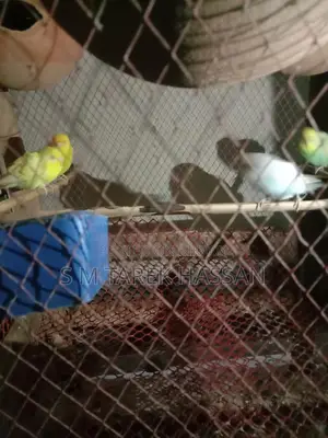 Budgie Lutino + Classic + Normal Rainbow