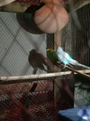 Budgie Lutino + Classic + Normal Rainbow